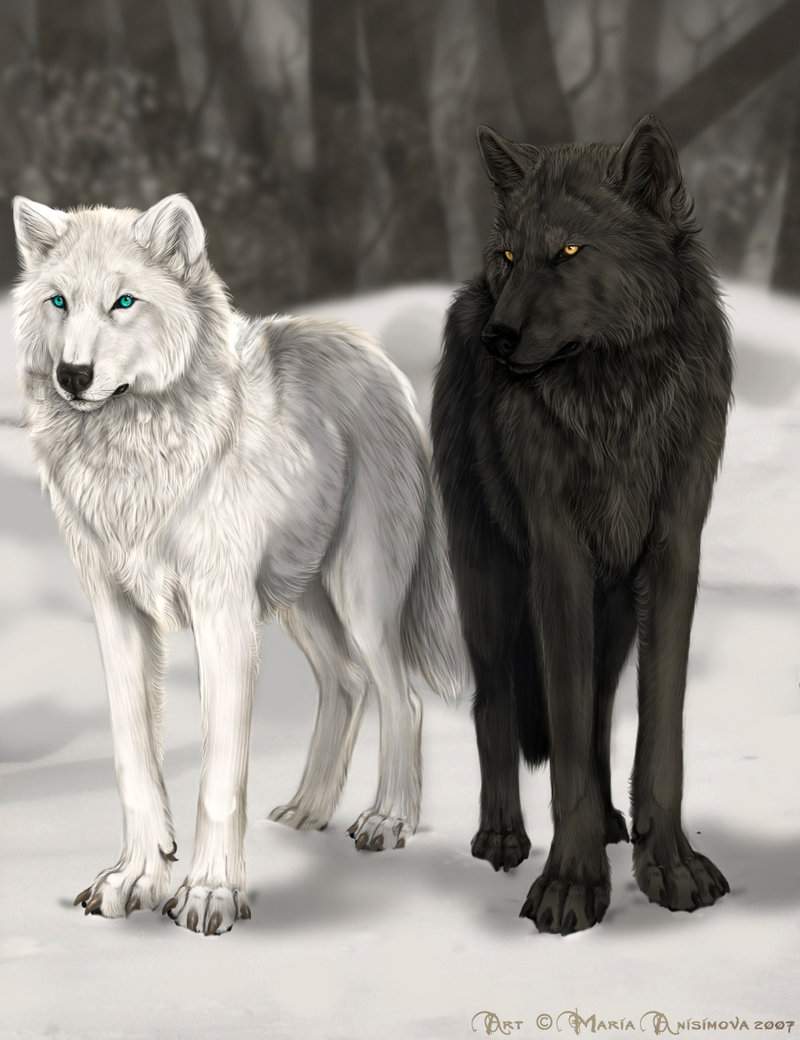 Белый волк и белая волчица